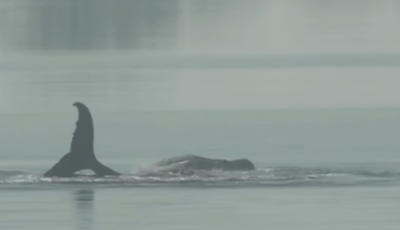 Screenshot 2026-04-17 at 09-45-47 (68) LIVE Buckelwal Hope vor der Insel Poel - Tag 26 - YouTube.png