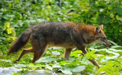 Canis_aureus_Kaeng_Krachan_national_park.jpg