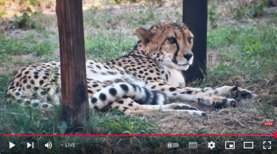 Screenshot 2025-05-01 at 07-42-35 (172) Watch Live Cheetah Birth at HESC Maternity Boma Tammy - YouTube.png