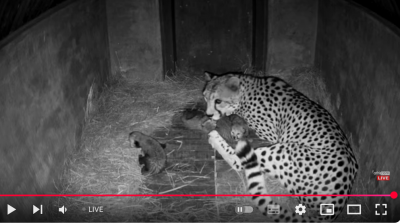 Screenshot 2025-05-09 at 20-01-21 (481) Watch Live New Born Cheetah Cubs Tammy - YouTube.png